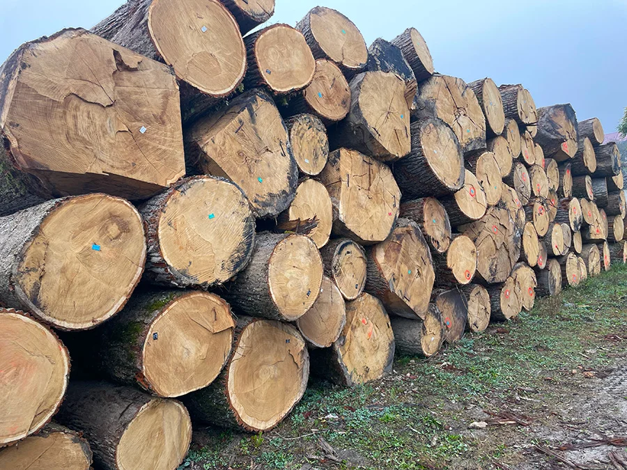 European hardwood logs for export